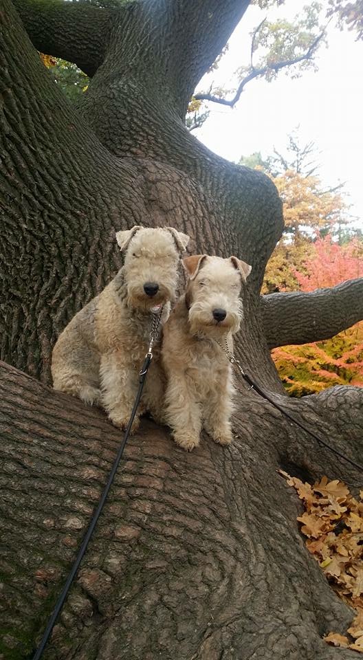 miniature lakeland terrier